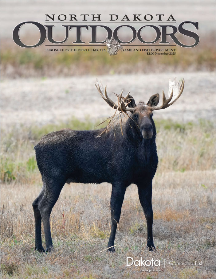 Cover - Bull moose with grass hanging from antlers