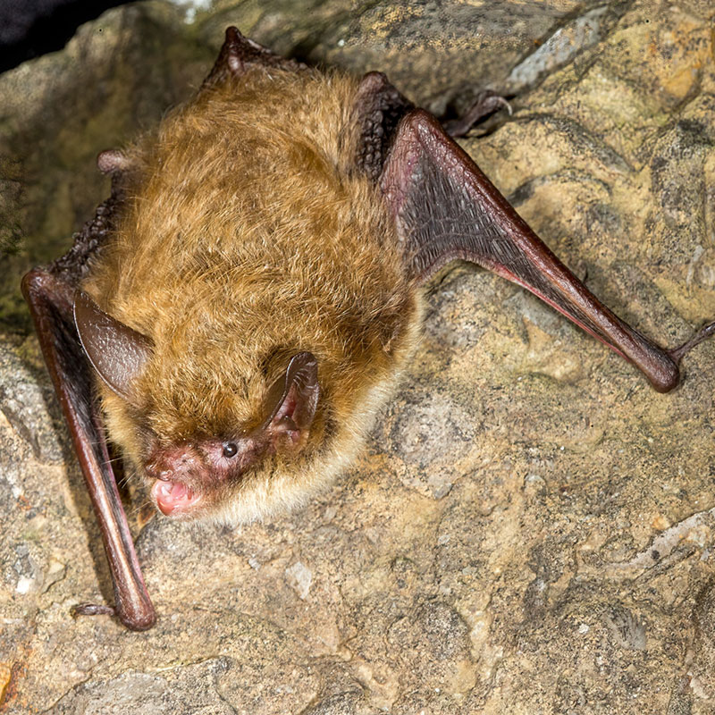 Northern Long-eared Bat