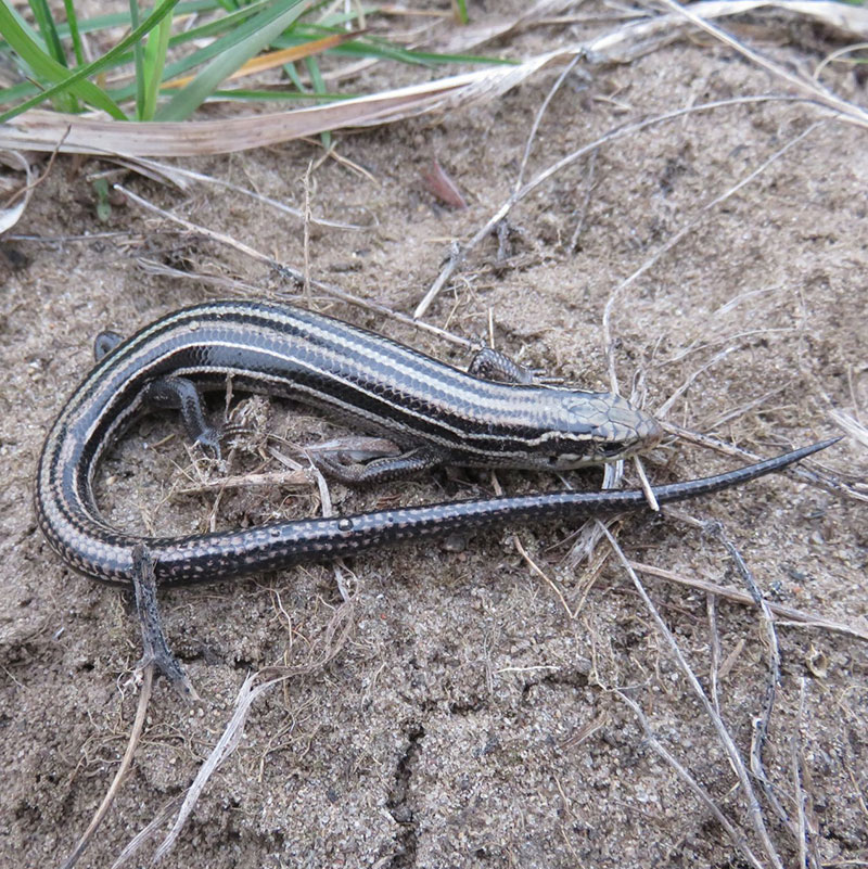 Northern Prairie Skink