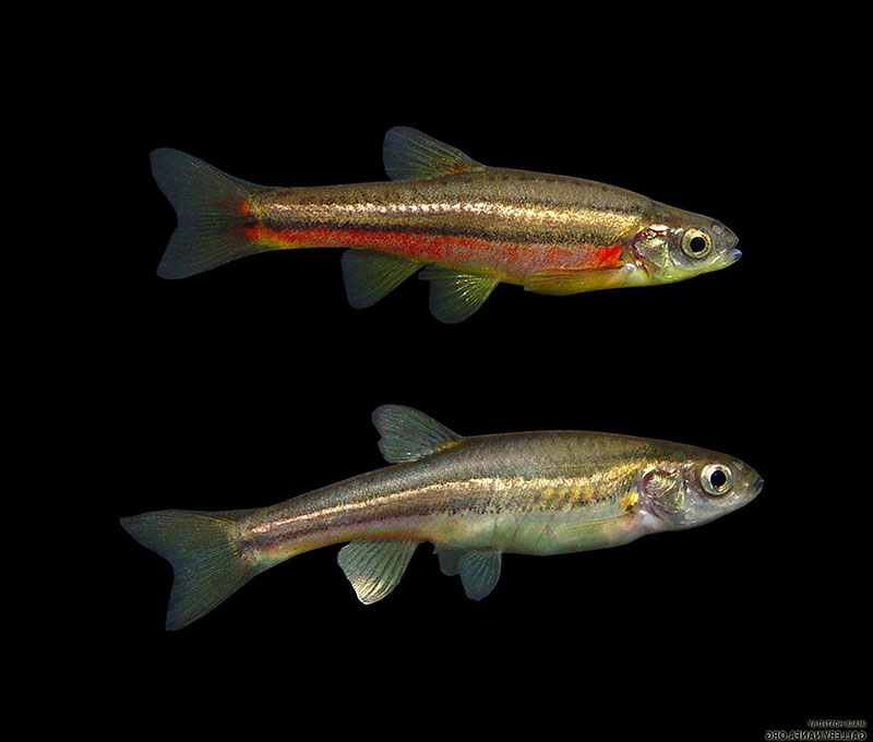 Northern Redbelly Dace