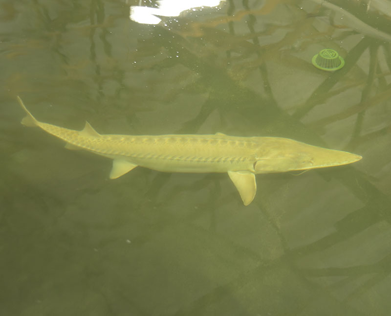 Pallid Sturgeon