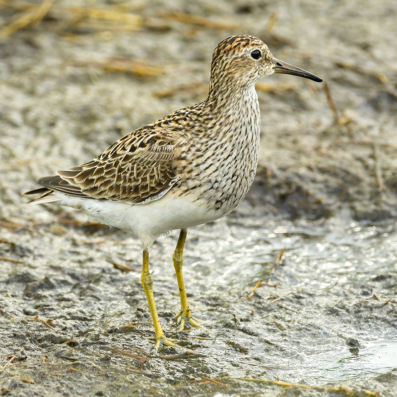 Pectoral Sandpiper