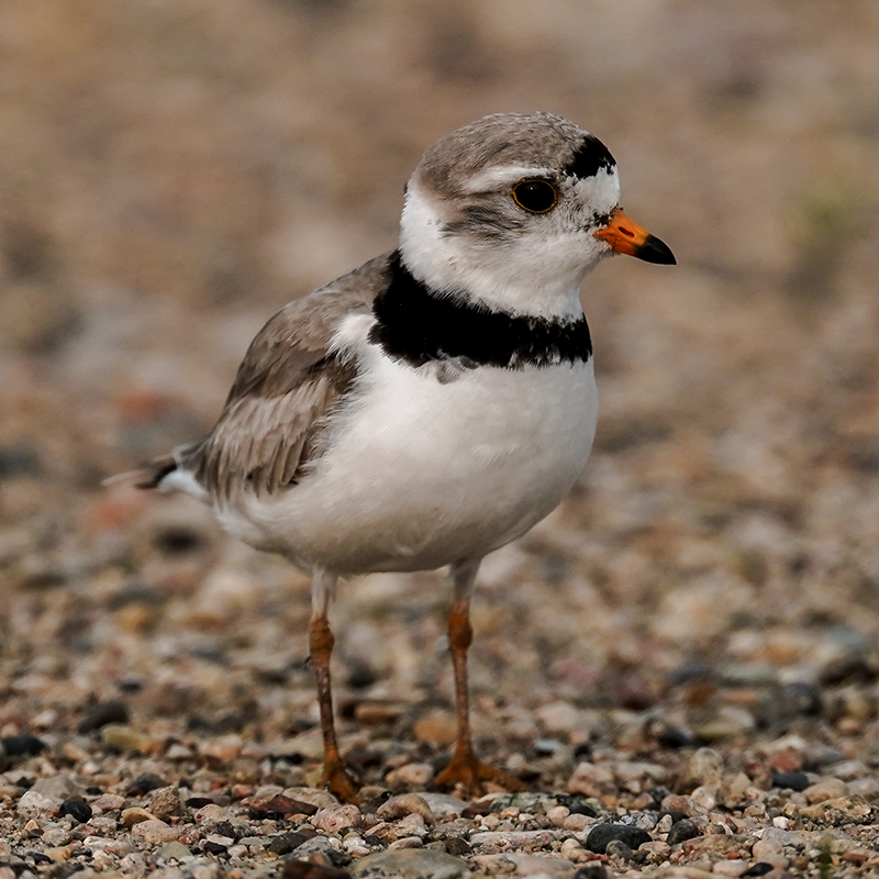 Piping Plover