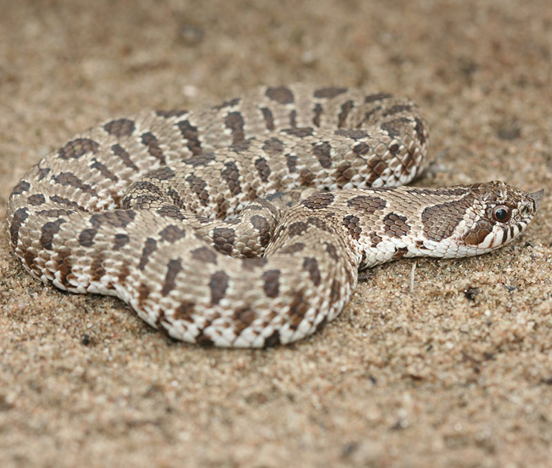 Plains Hog-nosed Snake