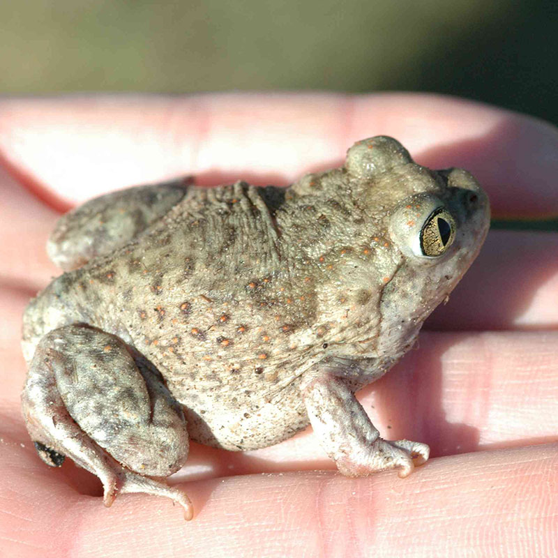 Plains Spadefoot