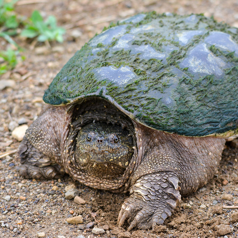 Snapping Turtle