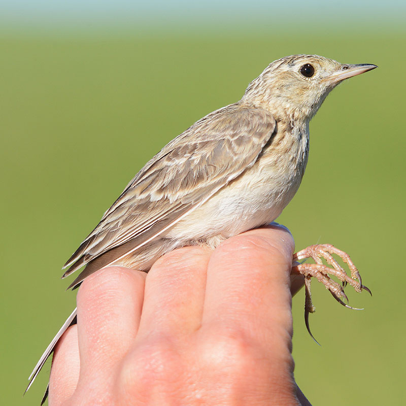 Sprague’s Pipit
