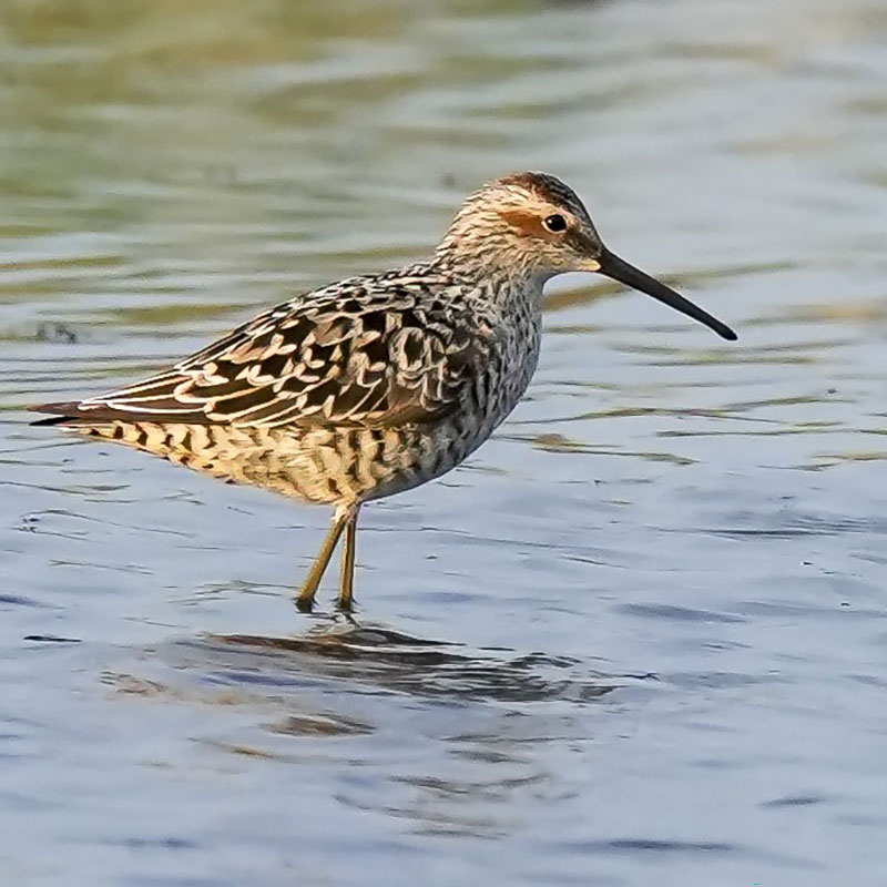 Stilt Sandpiper