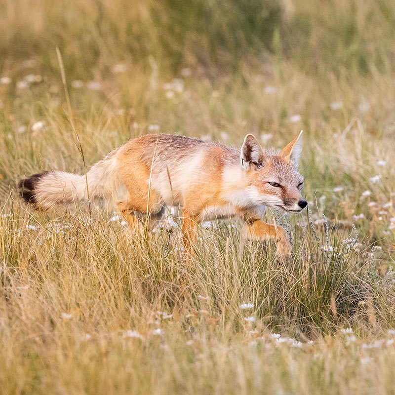 Swift Fox