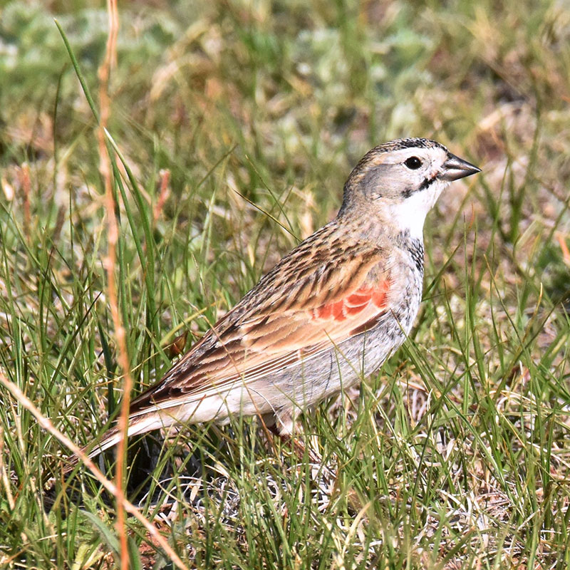 Thick-billed Longspur