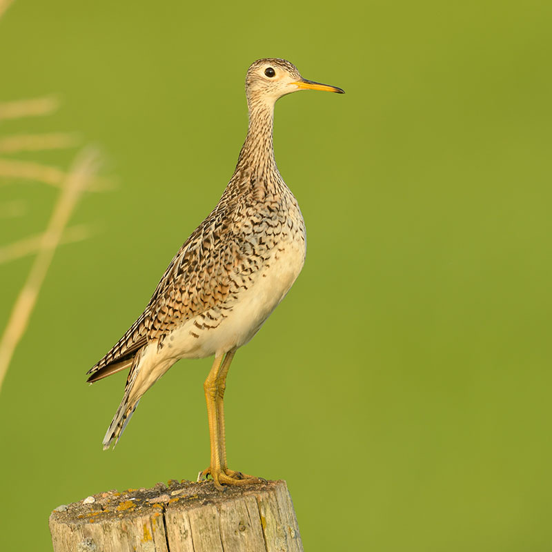 Upland Sandpiper