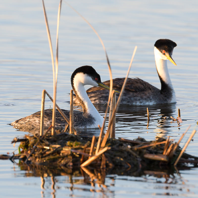Western Grebe