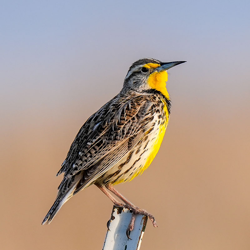 Western Meadowlark