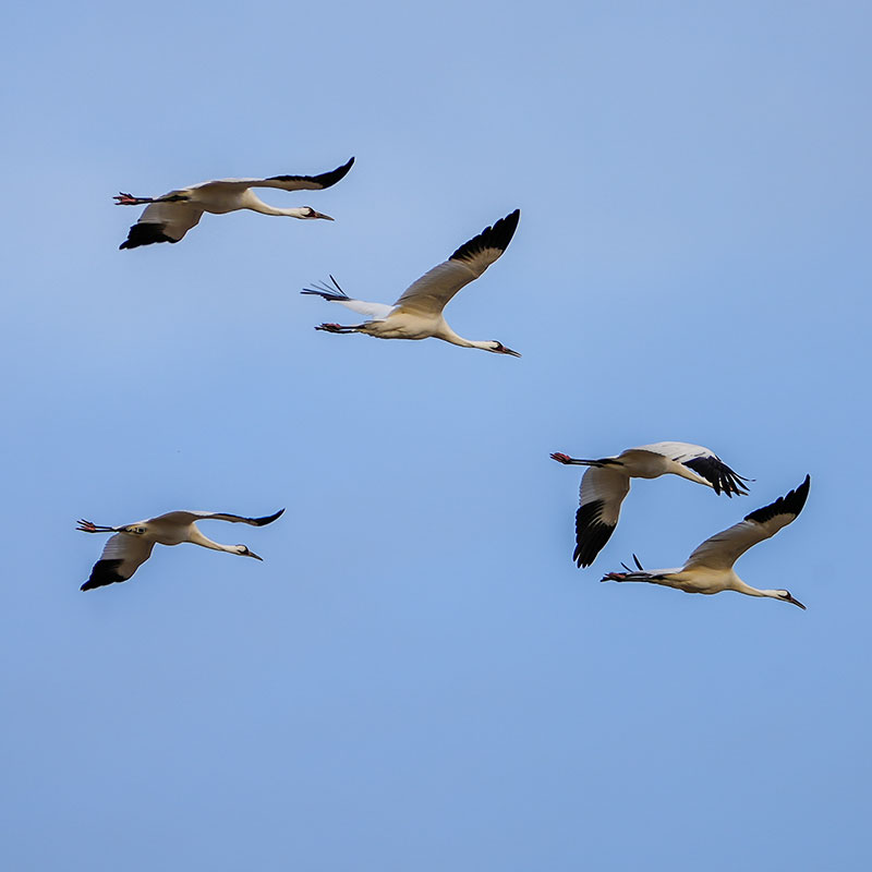 Whooping Cranes flying