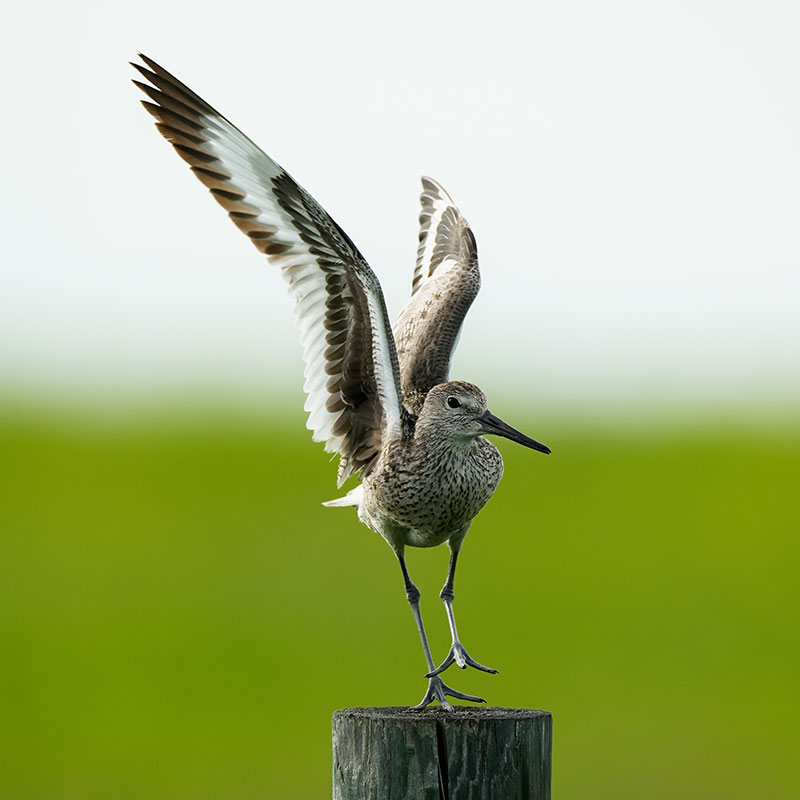 Willet