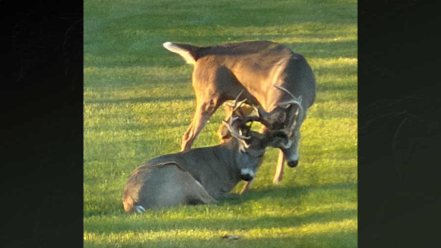 The two bucks with locked antlers. Exhausted one lying on the ground. 