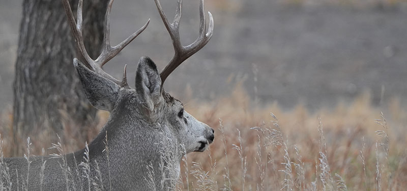 Mule deer buck in tall grass near a tree