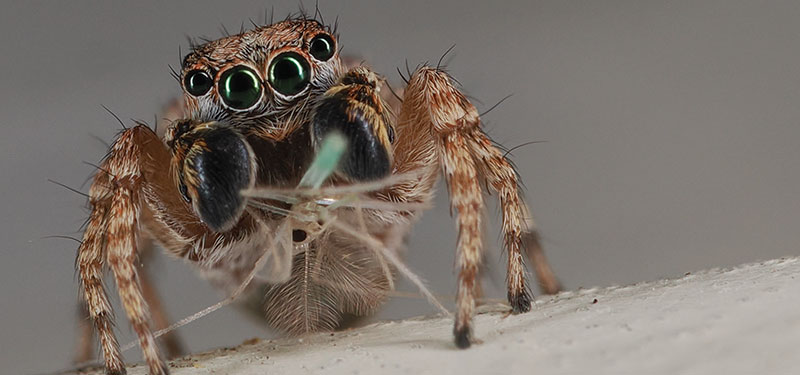 Jumping spider taken by Mark Broden