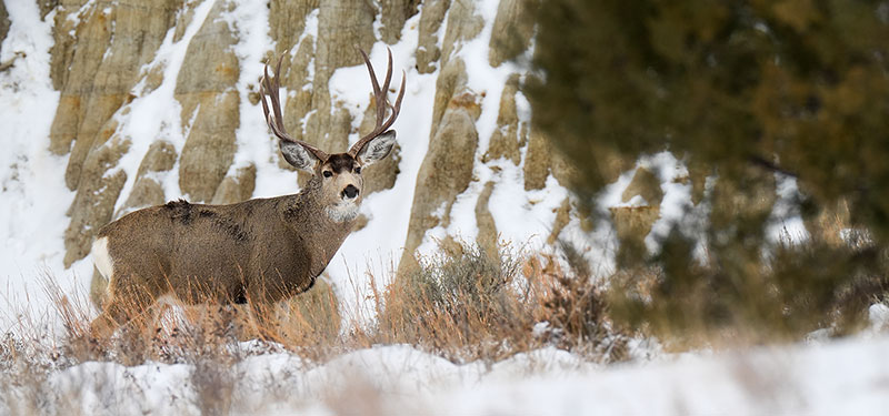 Mule deer buck in the badlands
