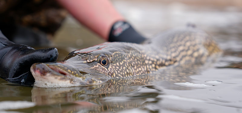Northern pike