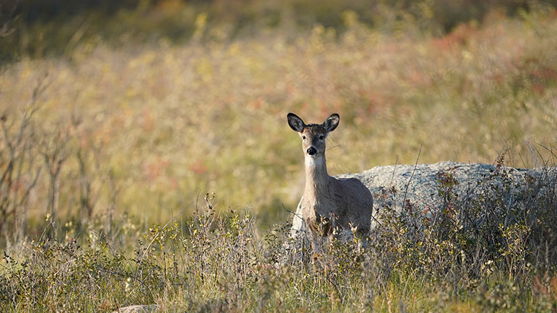 White-tailed deer in brown grass