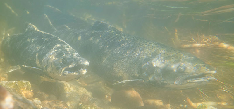 Salmon underwater
