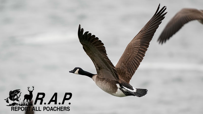 Canada goose flying