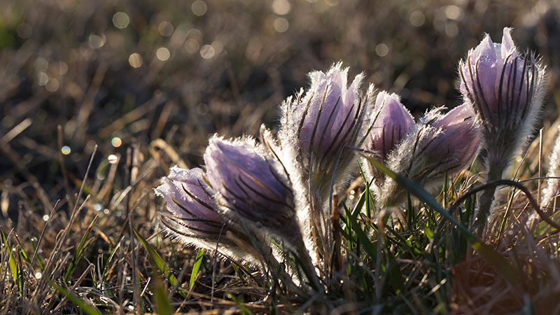 Crocus