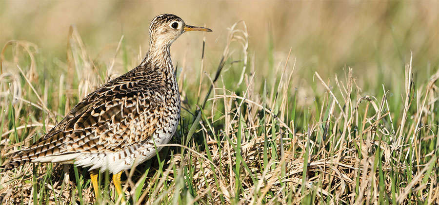 Upland sandpiper