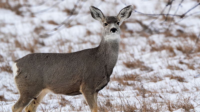 Mule deer doe in snow