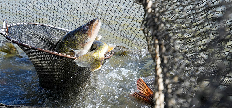 Walleye in a net