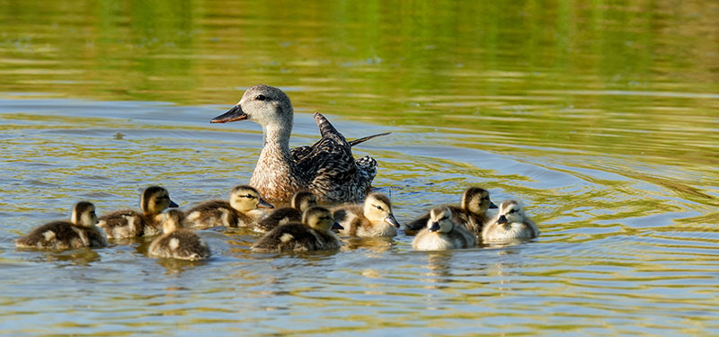 Hen with chicks swimming
