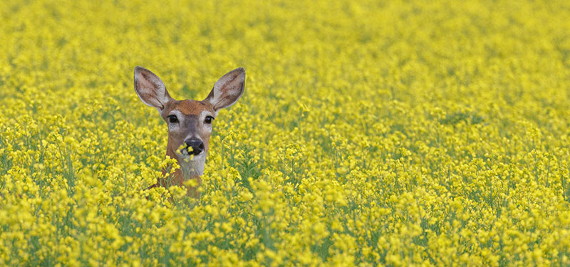 Deer in tall crops