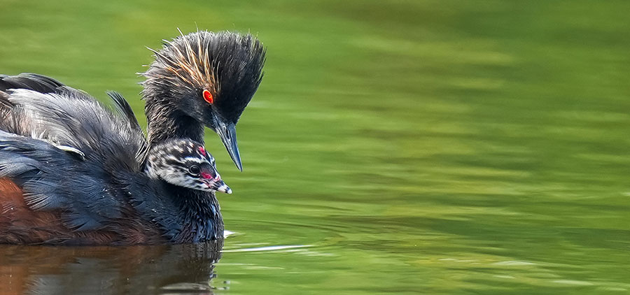 Eard grebe with chick on its back