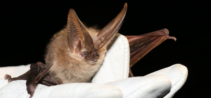 Townsend's big-eared bat