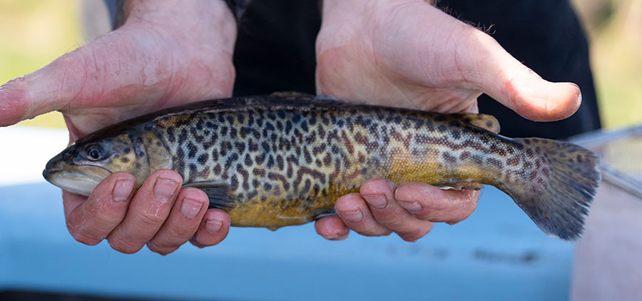 Tiger Trout