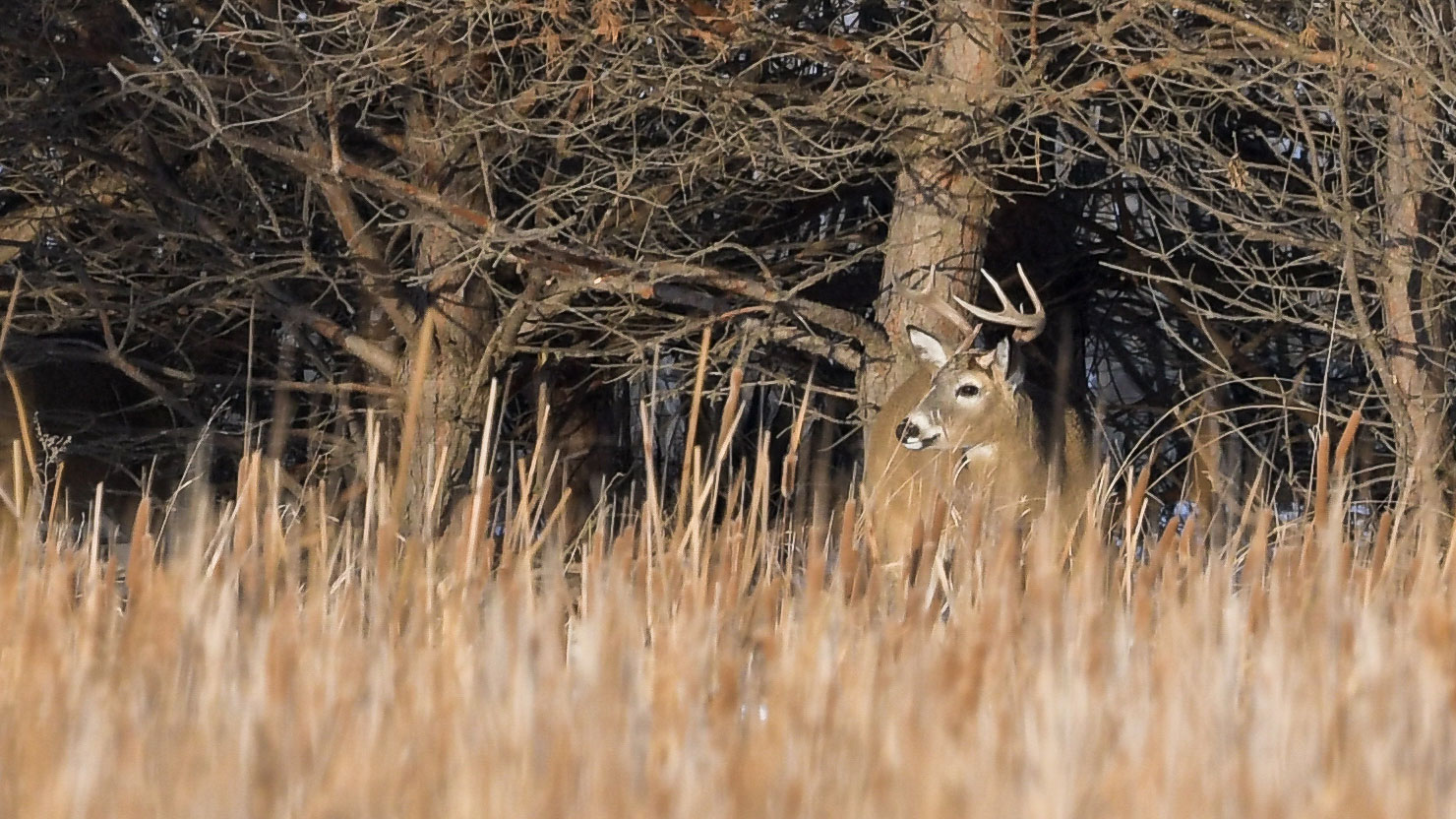 Deer near trees