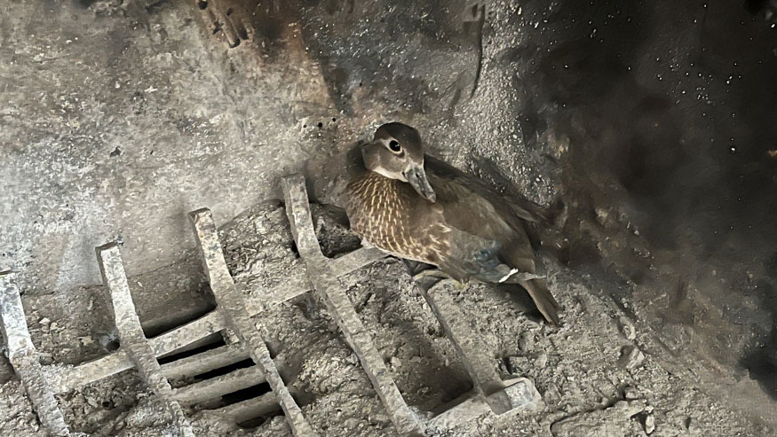 Duck in fireplace
