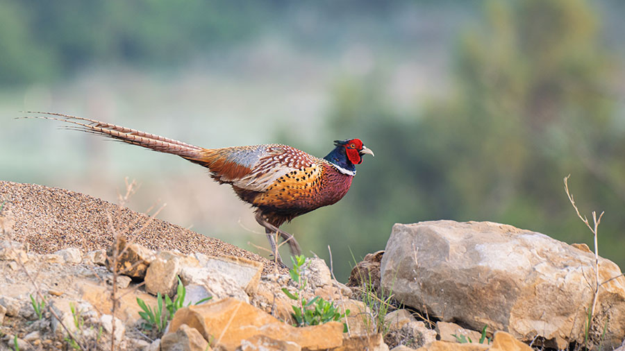 Ring-necked pheasant rooster