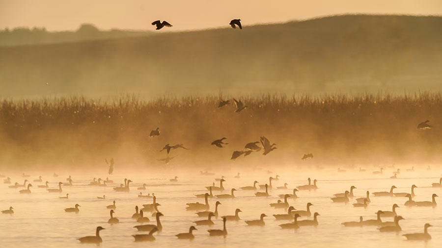 Waterfowl