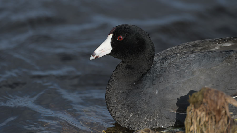 Coot