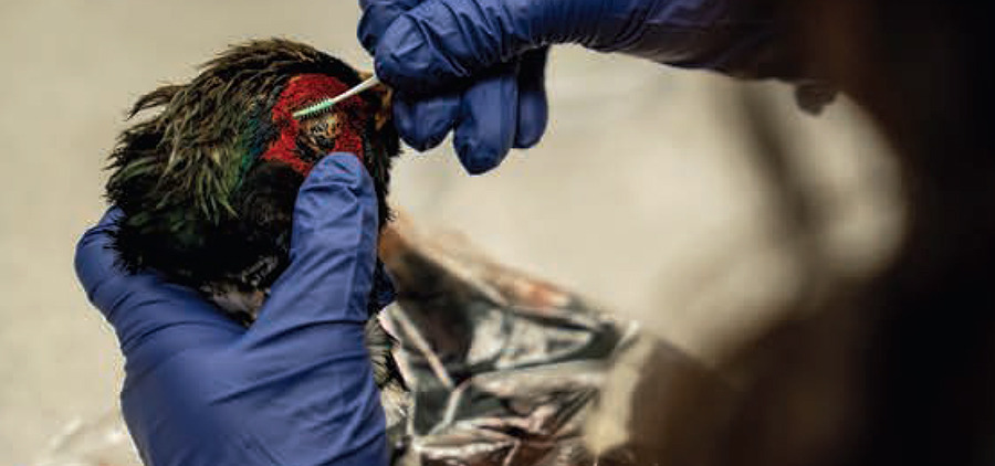 Pheasant Sampling