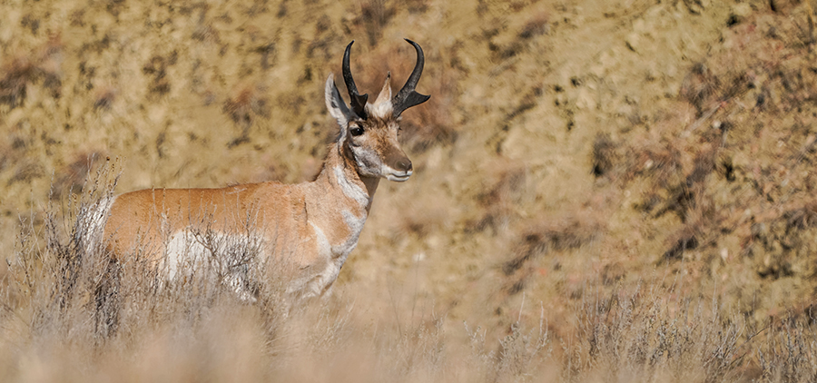 Pronghorn