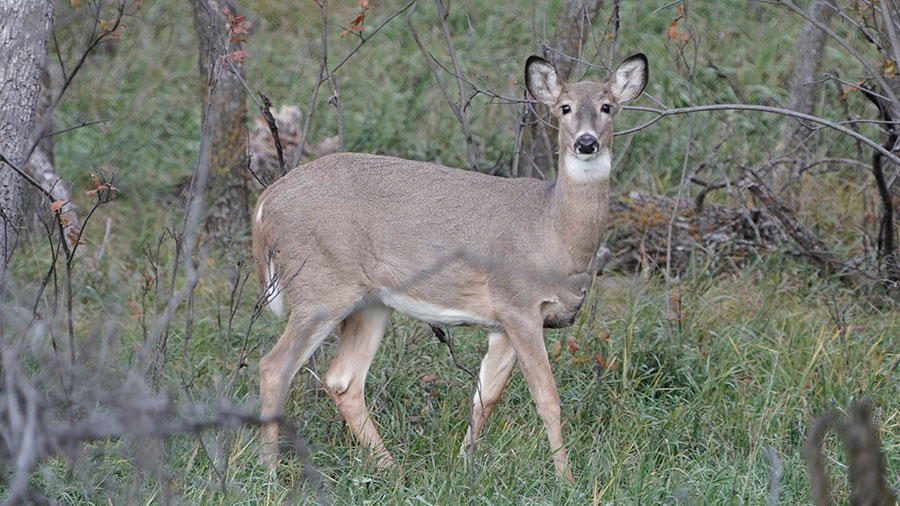 White-tailed deer
