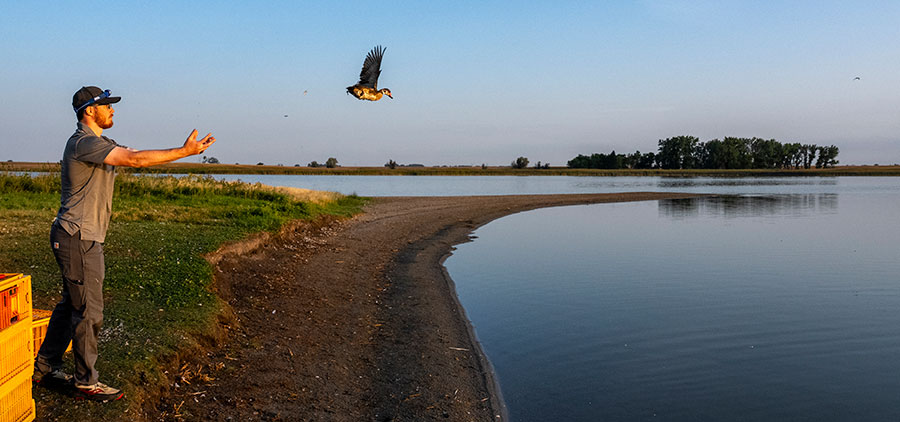 Biologist releasing bird