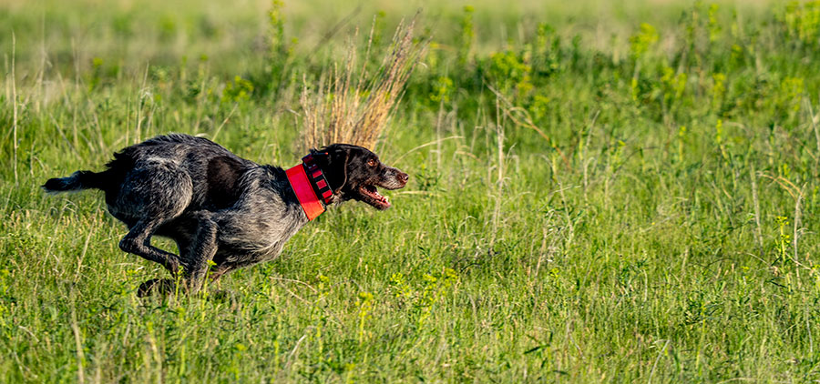 Dog running across the prairie