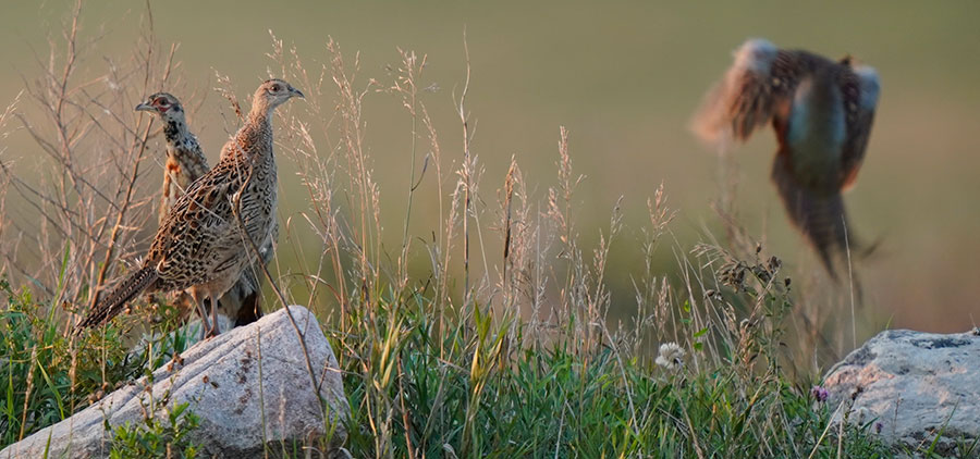 Young-of-the-year pheasants
