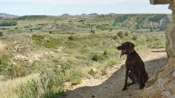dog looking out over the badlands