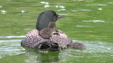 Loon with chicks