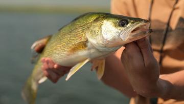 Walleye